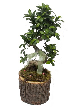 Doal ktkte bonsai saks bitkisi  Ankara iek gnderme sitemiz gvenlidir 