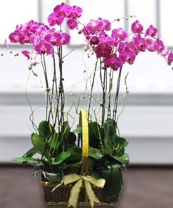7 dall mor lila orkide  Ankara iek gnderme 
