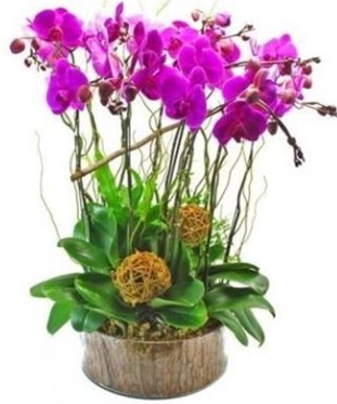 Ahap ktkte lila mor orkide 8 li  Ankara kzlay iekiler 