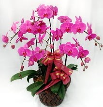 Sepet ierisinde 5 dall lila orkide  Ankara Cebeci nternetten iek siparii 