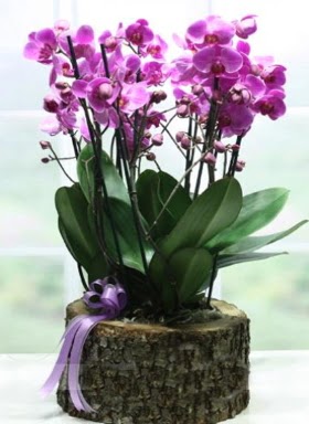 Ktk ierisinde 6 dall mor orkide  Ankara Cebeci nternetten iek siparii 
