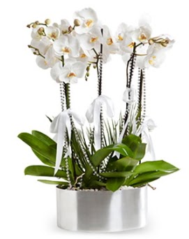 Be dall metal saksda beyaz orkide  Ankara Abidinpaa ieki telefonlar 