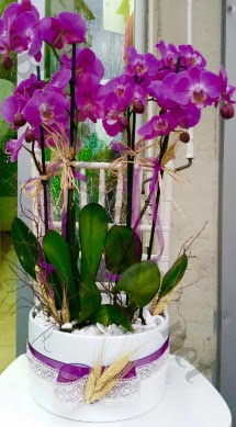 Seramik vazoda 4 dall mor lila orkide  Ankara internetten iek siparii 