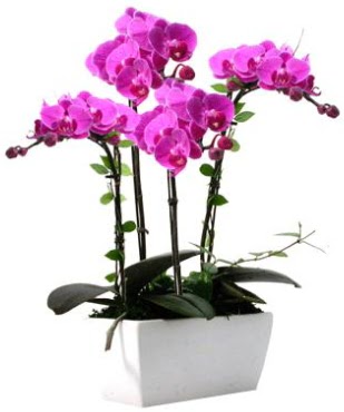Seramik vazo ierisinde 4 dall mor orkide  Ankara ucuz iek gnder 