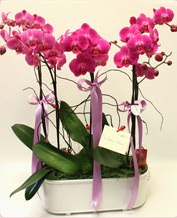Beyaz seramik ierisinde 4 dall orkide  Ankara Cebeci nternetten iek siparii 
