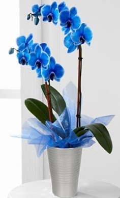 Seramik vazo ierisinde 2 dall mavi orkide  Ankara kzlay hediye iek yolla 