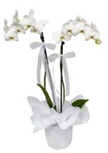2 dall beyaz orkide  Ankara kaliteli taze ve ucuz iekler 