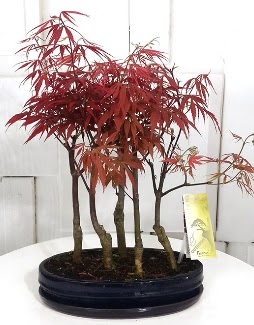 5 adet japon akaaa bonsai iei  Ankara ucuz iek gnder 