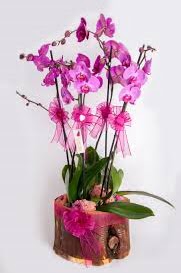 4 dall ktk ierisibde mor orkide  Ankara ucuz iek gnder 