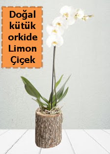 Doal ktkte tek dall beyaz orkide  Ankara kolej iek , ieki , iekilik 