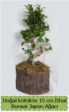 Doal ktkte thal bonsai japon aac  Ankara iek sat 