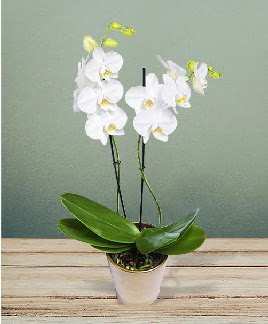 ift dall beyaz orkide sper kalite  Ankara iek sat 