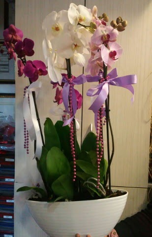 Mor ve beyaz ve pembe 6 dall orkide  Ankara Cebeci nternetten iek siparii 