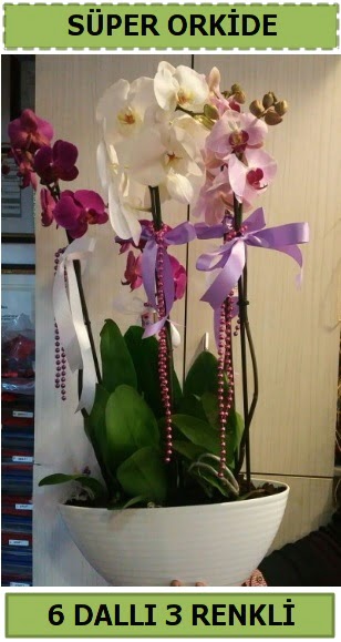6 dall 3 renk zel vazoda orkide iei  Ankara ucuz iek gnder 