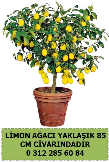Limon aac bitkisi  Ankara ucuz iek gnder 