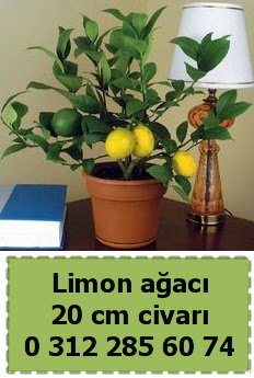 Limon aac bitkisi  Ankara kolej iek , ieki , iekilik 