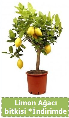 Limon aac bitkisi Ev iin limon bitkisi  Ankara kzlay hediye iek yolla 