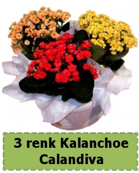 3 renk Kalanchoe Calandiva saks bitkisi  Ankara iek sat 