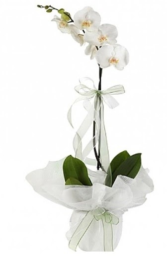 Tekli Beyaz Orkide  Ankara kurtulu iek yolla 