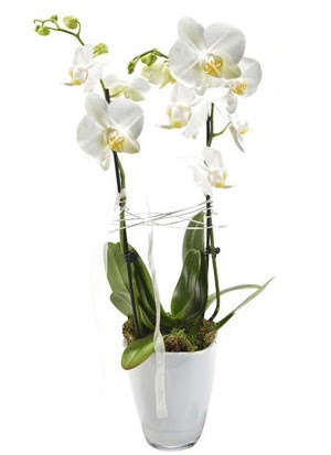 2 dall beyaz seramik beyaz orkide sakss  Ankara iek gnderme 