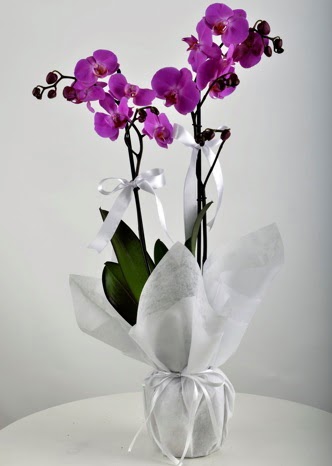 ift dall saksda mor orkide iei  Ankara kavakldere iek siparii vermek 