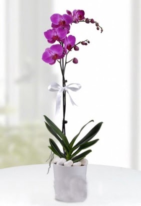 Tek dall saksda mor orkide iei  Ankara internetten iek sat 