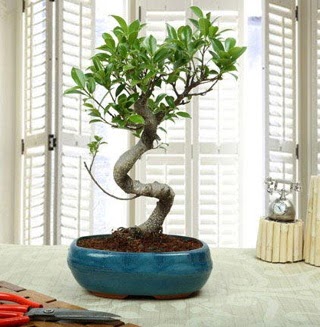 Amazing Bonsai Ficus S thal  Ankara Cebeci online iek gnderme sipari 