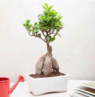 Exotic Ficus Bonsai ginseng  Ankara anneler gn iek yolla 