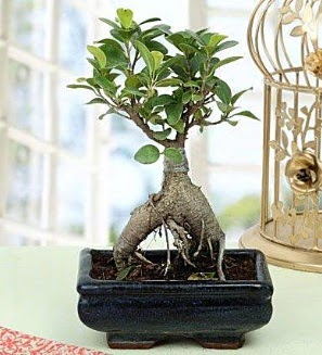 Appealing Ficus Ginseng Bonsai  Ankara iek servisi , ieki adresleri 