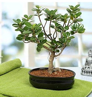 Lovely Ficus Iceland Bonsai  Ankara iek servisi , ieki adresleri 