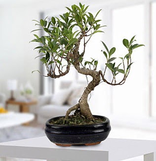 Gorgeous Ficus S shaped japon bonsai  Ankara Cebeci online ieki , iek siparii 