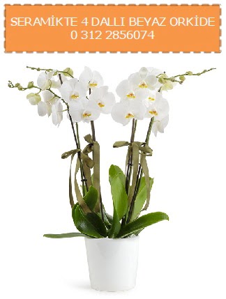 Seramikte 4 dall beyaz orkide  Ankara internetten iek sat 