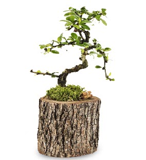 Doal ktkte S bonsai aac  Ankara ucuz iek gnder 