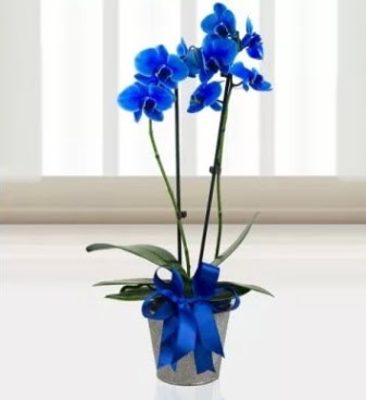 ift dall mavi orkide  Ankara ucuz iek gnder 