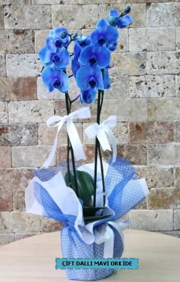 ift dall ithal mavi orkide  Ankara Abidinpaa ieki telefonlar 
