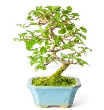 S zerkova bonsai ksa sreliine  Ankara iek gnderme sitemiz gvenlidir 