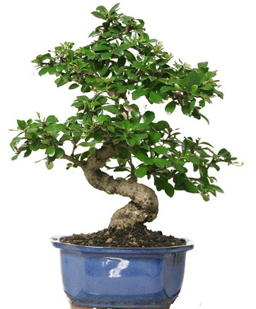 21 ile 25 cm aras zel S bonsai japon aac  Ankara kolej iek , ieki , iekilik 