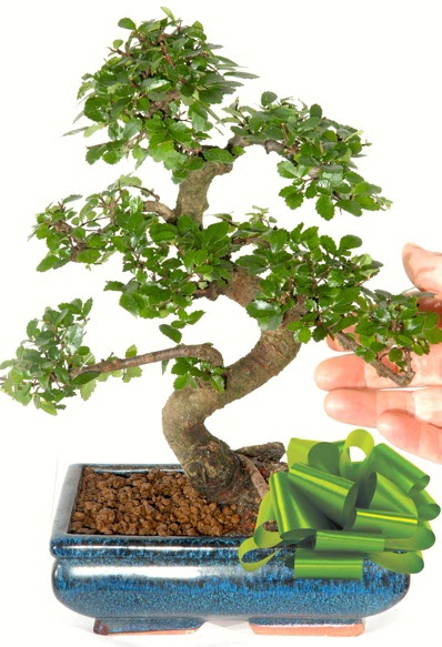 Yaklak 25 cm boyutlarnda S bonsai  Ankara dikimevi iek siparii sitesi 