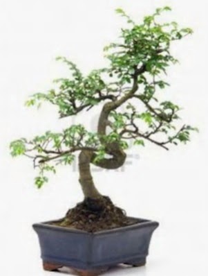 S gvde bonsai minyatr aa japon aac  Ankara ucuz iek gnder 