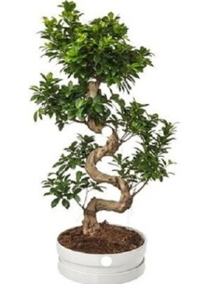90 cm ile 100 cm civar S peyzaj bonsai  Ankara iek gnderme 