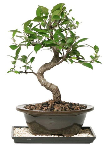 Altn kalite Ficus S bonsai  Ankara kolej iek , ieki , iekilik  Sper Kalite
