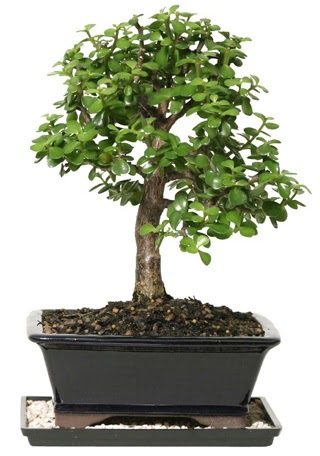 15 cm civar Zerkova bonsai bitkisi  Ankara dikimevi iek siparii sitesi 