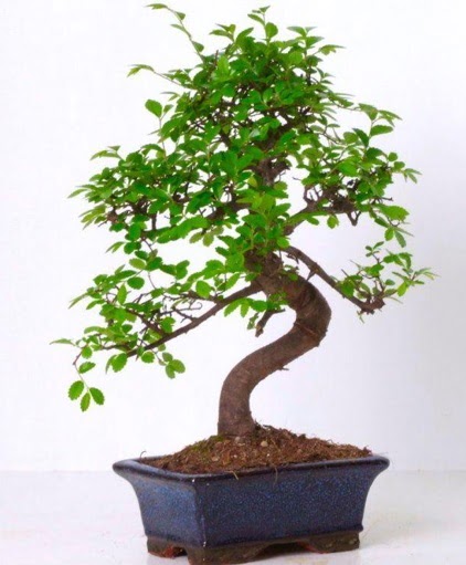 S gvdeli bonsai minyatr aa japon aac  Ankara iek gnderme 