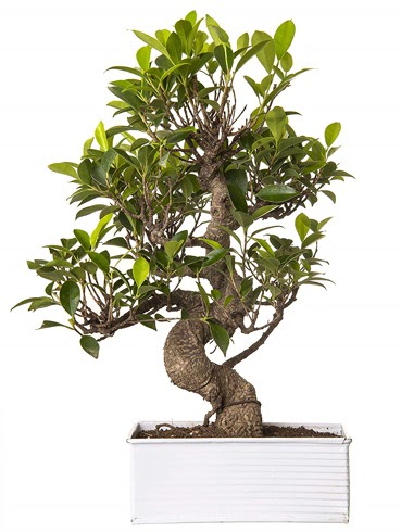 Exotic Green S Gvde 6 Year Ficus Bonsai  Ankara iek gnderme 