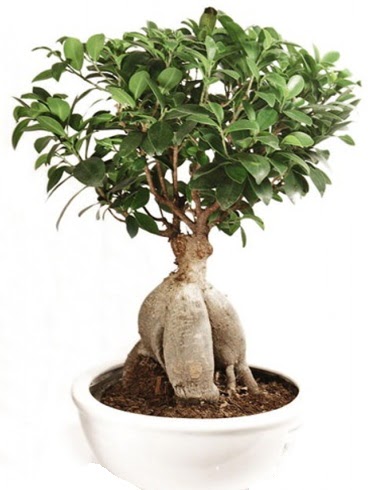 Ginseng bonsai japon aac ficus ginseng  Ankara iek gnderme sitemiz gvenlidir 